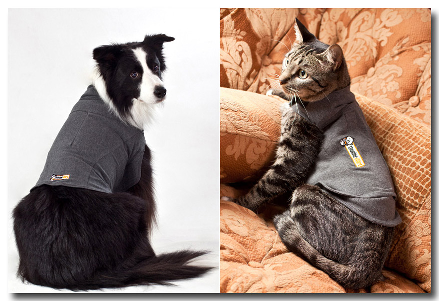 commercial photographer raleigh-thundershirt-dog and cat wearing vest