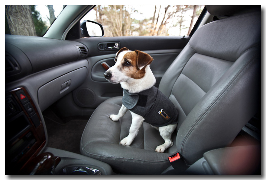 product photographers raleigh-thundershirt-wearing vest in car