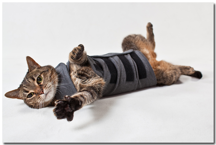 product photographer raleigh-thundershirt-cat wearing vest on back