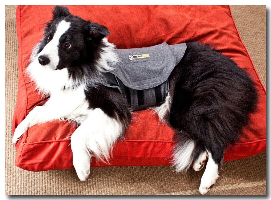 product photographer raleigh-thundershirt-dog wearing grey vest on pillow