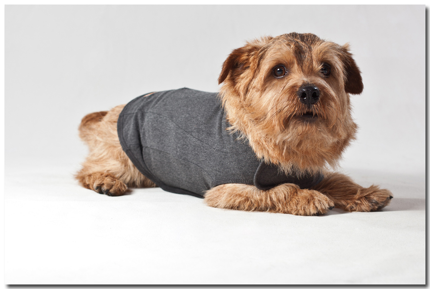 product photographer raleigh-thundershirt-brown dog wearing grey vest